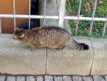Krampfervorstadt/123697/freie-katzen-schaut-nach-dem-maunzerle 'Freie' Katzen schaut nach dem Maunzerle
