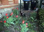 Hund bei den Tulpen