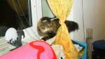 Kater Joschi