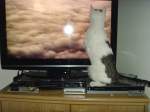 Katzenkind guckt Fernsehen