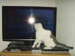 Katzenkind am Fernseher