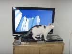Katzenkind am Fernseher