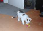 Gucki/98466/katzenkind-spielt Katzenkind spielt