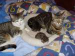 Katzen mit Babys in Bln 2008