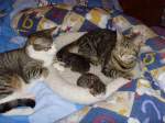 Katzen in Bln mit Babys