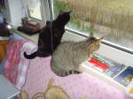 Zwei Katzen am Fenster, 2011