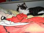 Molly auf dem Bett, 2010