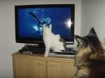 Zwei Fernsehkatzen