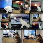 Joschi und das Baby/109403/montage-fernseh-katzen Montage Fernseh-Katzen