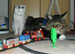 Katzen und due Eisenbahn