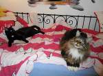 Joschi und Maunzerle auf dem Bett  2010