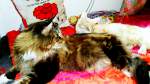Zwei Maine Coons
