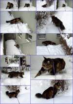 Joschi im Schnee