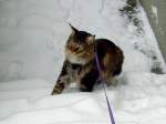 Joschi auf der eingeschneiten Hoftreppe