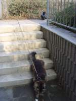 Joschi/127292/katzen-auf-der-treppe Katzen auf der Treppe