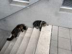 Joschi und der Kater vom Hanseplatz auf der Treppe