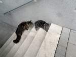 Die beiden Kater auf der Treppe