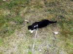 Kitty-Mauzi auf Rasen