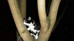 Kitty klettert