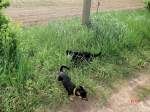 Hund und Katz im gras