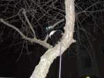 maunzerle/129430/maunzerle-auf-dem-baum Maunzerle auf dem Baum