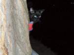 Maunzerle am Baum beim Nachtspaziergang