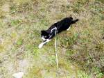 Kitty-Mauzi eilt des Weges
