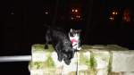 Kitty und der Hund