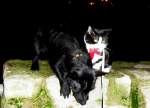 Kitty mit Hund beim Spazziergang