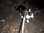kitty im Einsatz
