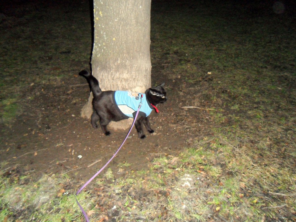 Maunzerle pr�ft den baum